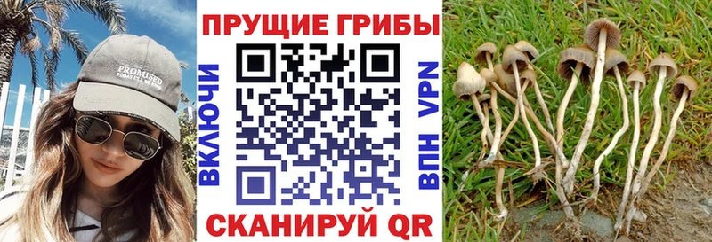Псилоцибиновые грибы прущие грибы  МЕГА рабочий сайт  Мглин 
